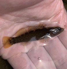 Etheostoma vulneratum