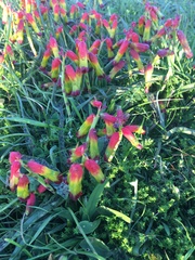 Lachenalia quadricolor