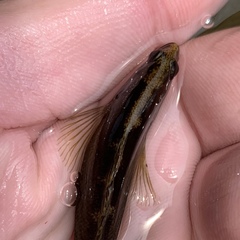 Etheostoma vulneratum