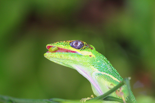 Knight Anole
