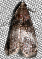 Acrobasis stigmella