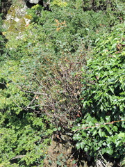 Cotoneaster integerrimus