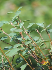 Cotoneaster integerrimus