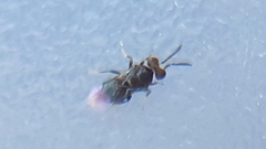 Trichogrammatidae