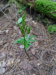 Botrychium angustisegmentum