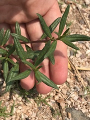 Talinum aurantiacum