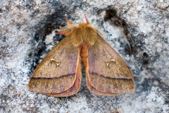 Hispaniodirphia plana