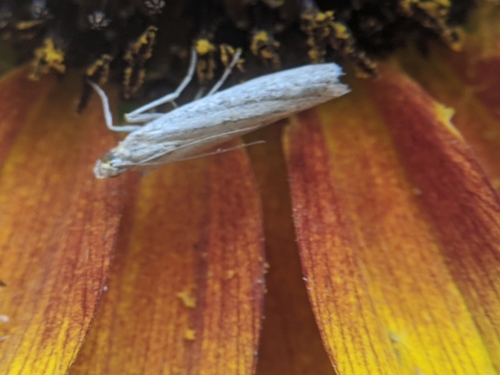 photo of American Sunflower Moth (Homoeosoma electella)