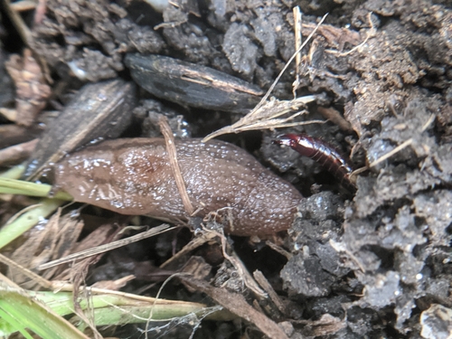 photo of Threeband Slugs (Ambigolimax)