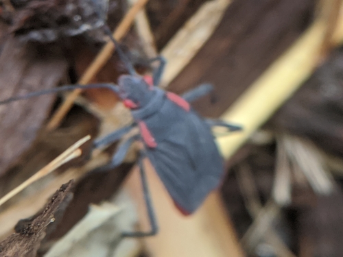 photo of Red-shouldered Bug (Jadera haematoloma)