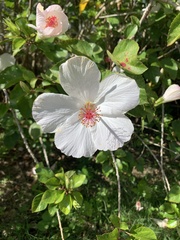 Hibiscus arnottianus