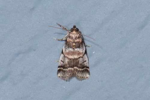 Leaf Crumpler Moth and Allies photo 2