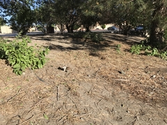 Otospermophilus beecheyi