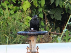 Crotophaga ani