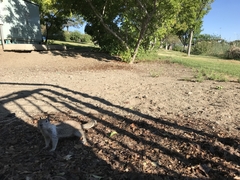 Otospermophilus beecheyi