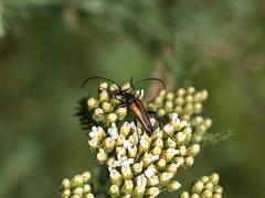Stenurella melanura