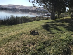 Otospermophilus beecheyi