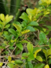 Argiope argentata