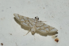 Elophila scitalis