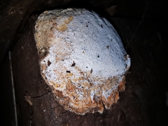 Dichomitus campestris