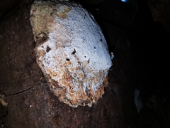 Dichomitus campestris