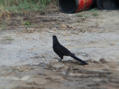 Crotophaga ani