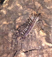 Scutigera coleoptrata
