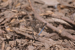 Trimerotropis fontana