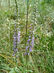 Veronica barrelieri barrelieri