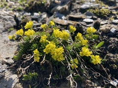 Draba aizoides