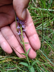 Veronica barrelieri barrelieri