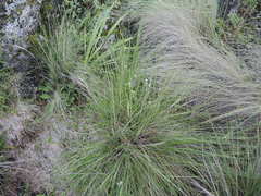 Allium pueblanum