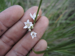 Allium pueblanum