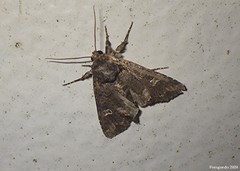 Helotropha reniformis