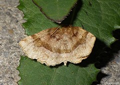 Metarranthis refractaria