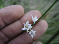 Allium pueblanum