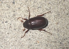 Phyllophaga rugosa