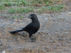 Crotophaga ani