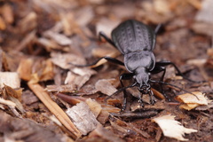 Carabus arvensis
