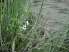 Allium pueblanum