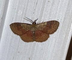 Leptostales ferruminaria