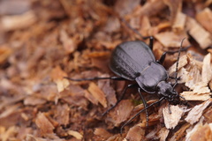 Carabus arvensis