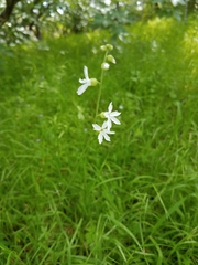 Lithophragma heterophyllum