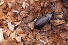 Carabus arvensis