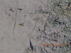 Conocephalus bilineatus