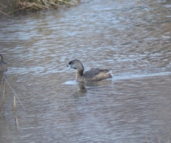 Podilymbus podiceps podiceps