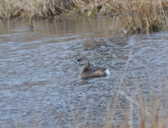 Podilymbus podiceps podiceps