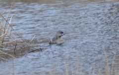 Podilymbus podiceps podiceps