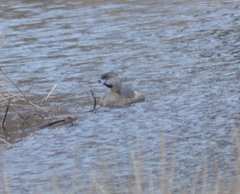 Podilymbus podiceps podiceps