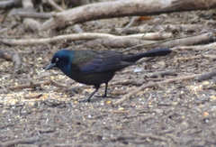 Quiscalus quiscula versicolor